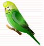 Daily parrot astrology